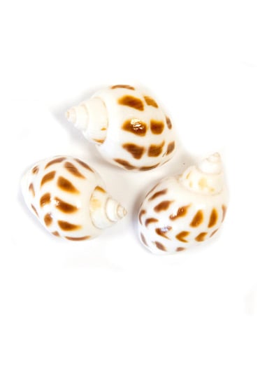 6 malih bijelih ukrasnih školjkica s točkicama 3 x 2,5 cm