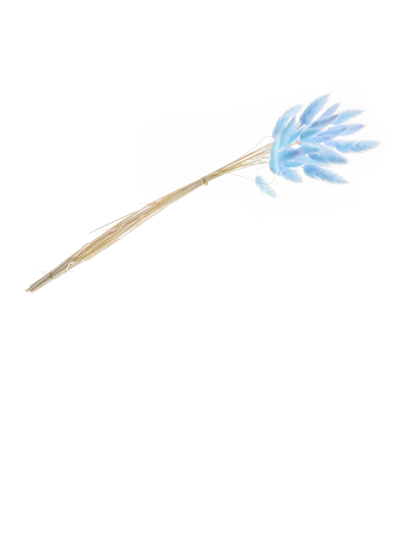 Buket pastelno plavih lagurusa 50-60 cm, 25 suhih stabljika