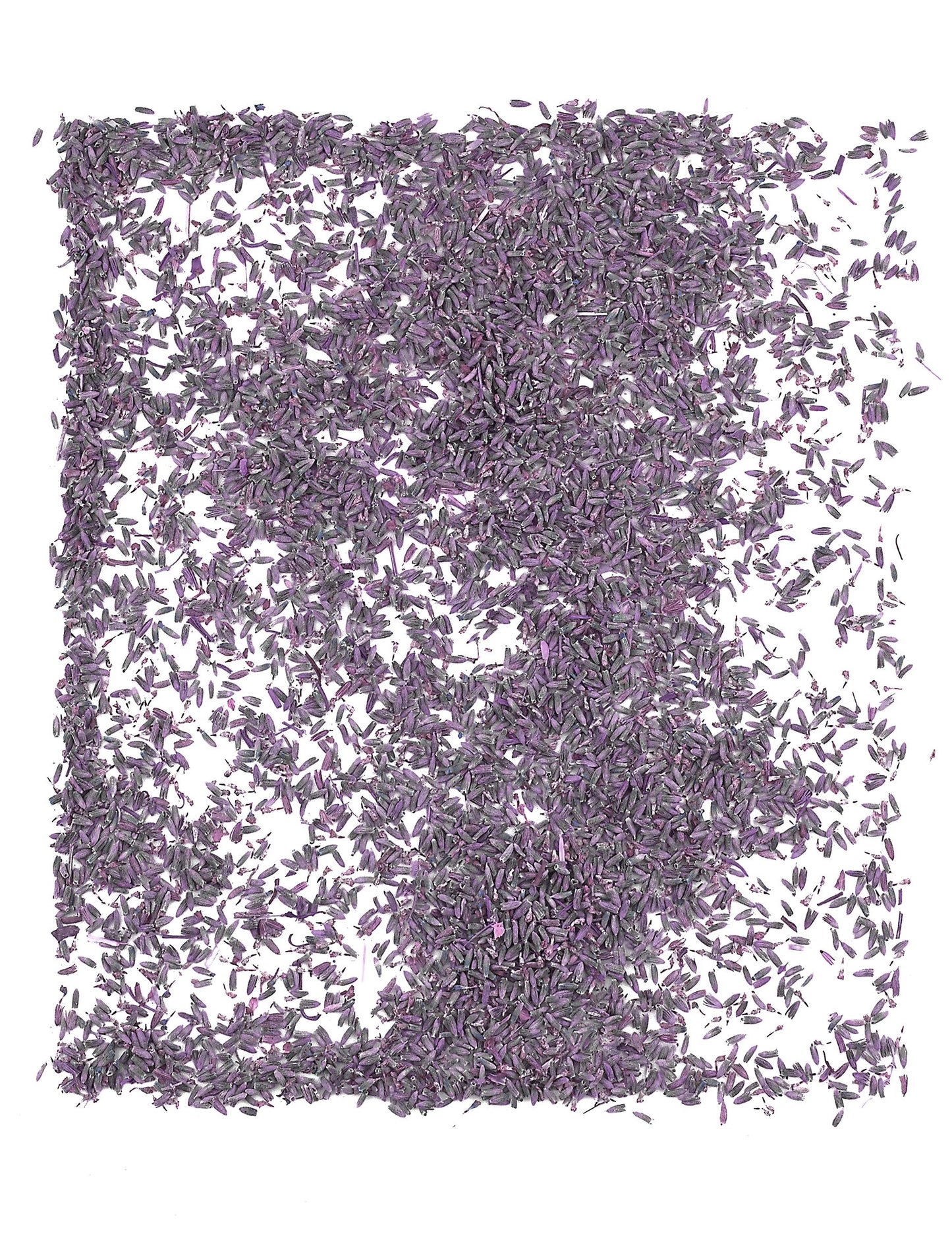 Vreća od 1 kg prirodnog cvijeća lavande za vjenčanja