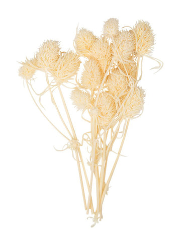 10 malih sušenih prirodnih čičaka 8 cm