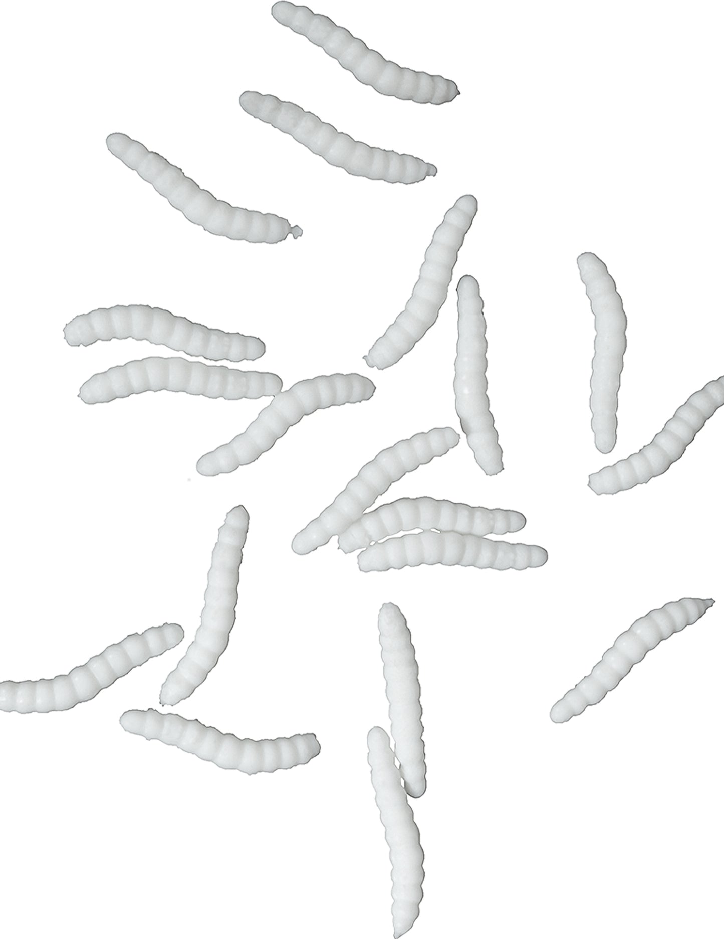 20 bijela lutka ascicots 4 cm