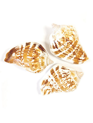 6 školjki za ukrašavanje 4,5 x 2,8 cm