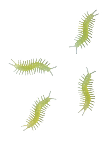 8 Fosforescentnih stonoga 6 cm