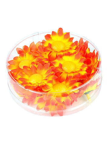 Kutija od 20 narančasto-žute cvjetove tratinčice