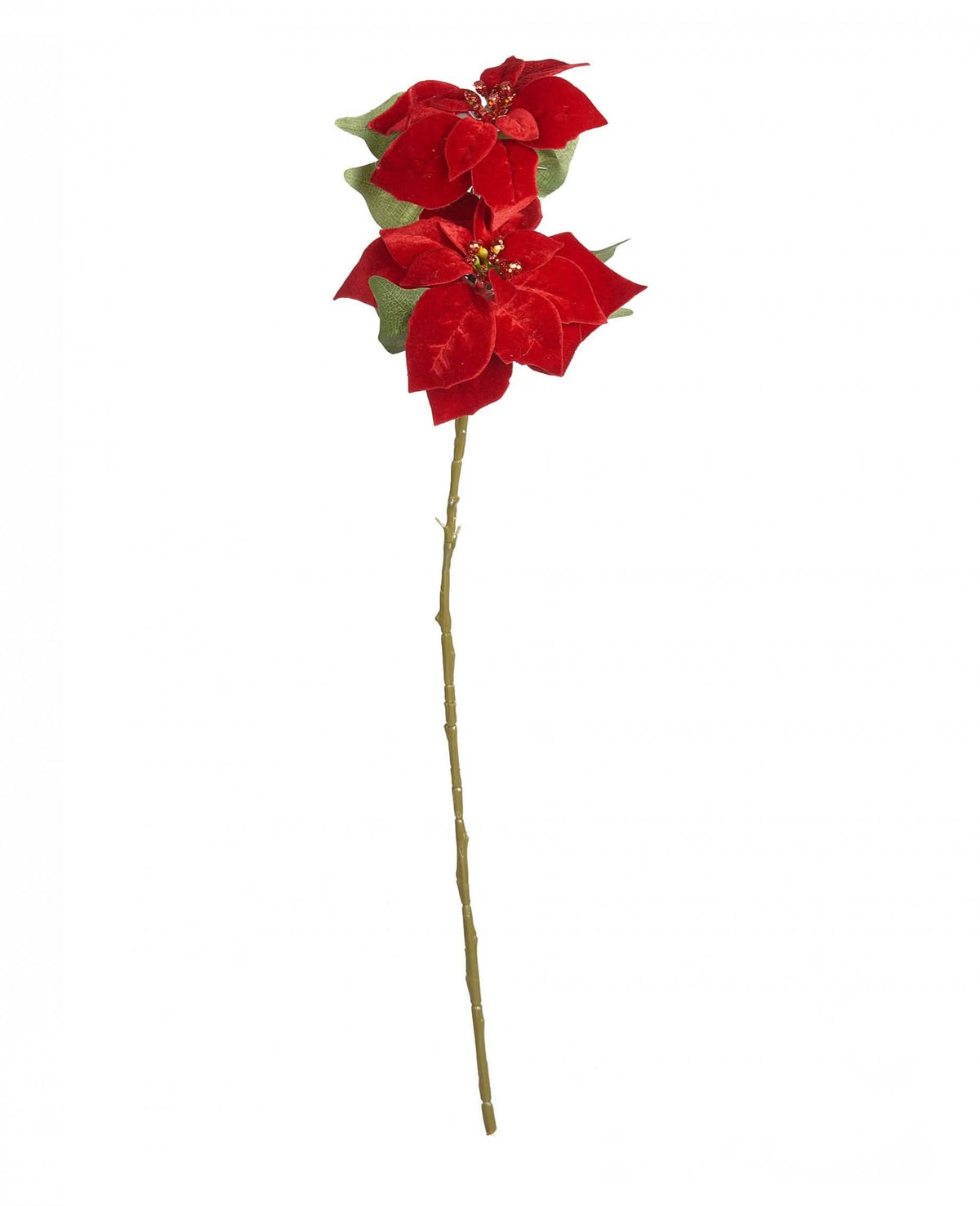 Grana poinsettije božićna zvijezda za crvena dekoracija