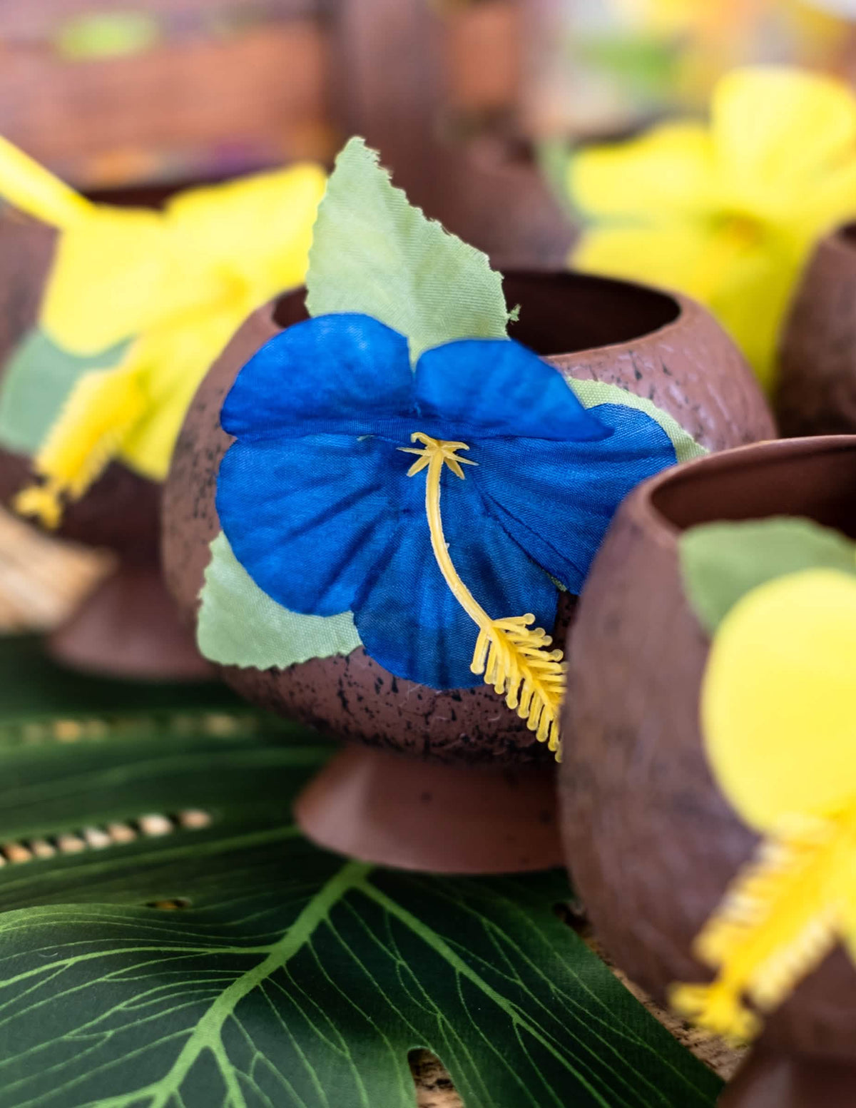 Gros plan sur la fleur bleue de la Coupe Hawaï noix de coco tropicale