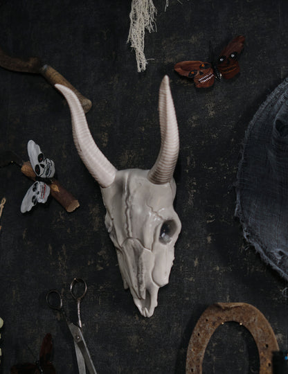 14 x 40 cm buffalo glava lubanja