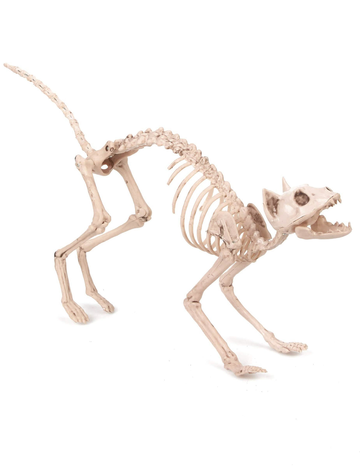 Dekoracija mačke kostura za halloween bež s zaobljenim leđima
