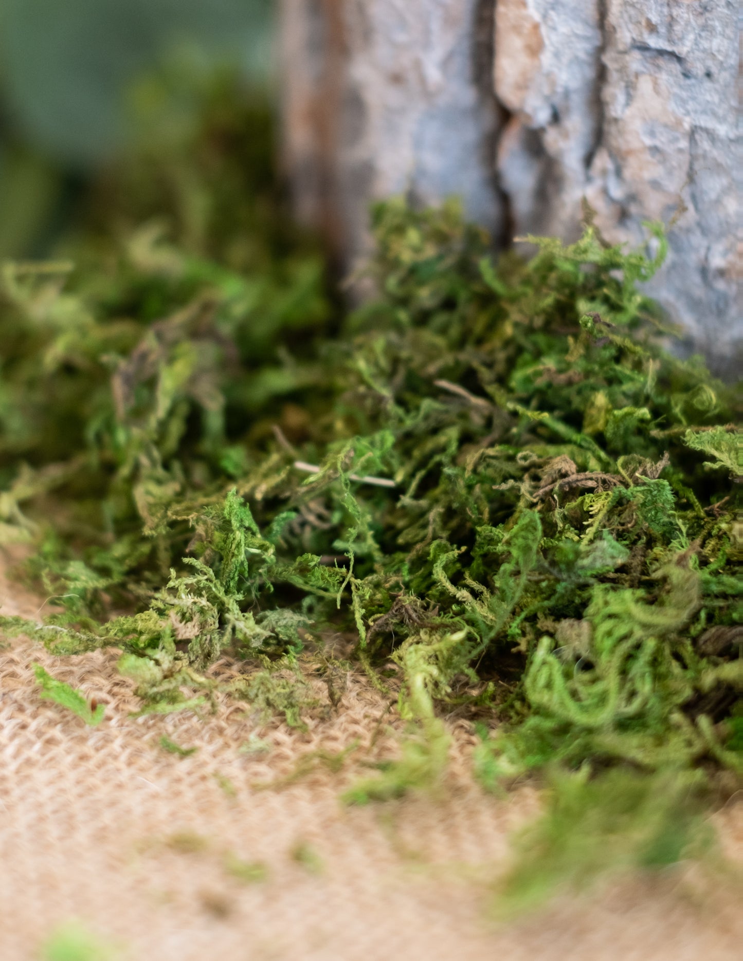 Mousse végétale séchée 50 gr pour décoration naturelle