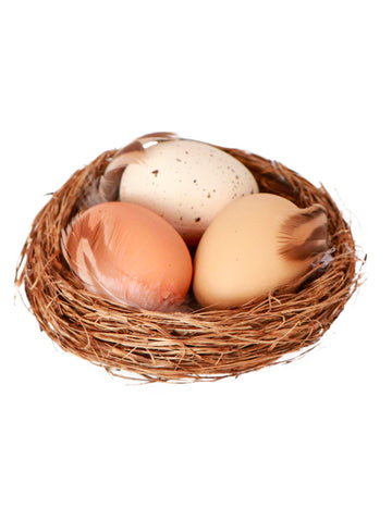 Prirodno gnijezdo s 3 jaja 12x4 cm