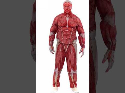 Anatomski kostim za odrasle za cijelo tijelo